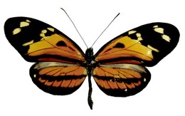 Heliconius numata ethra f. brasiliensis