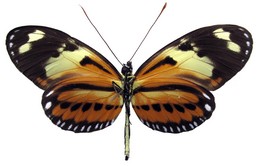 Heliconius numata ethra f. brasiliensis