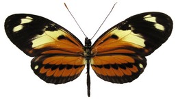 Heliconius numata ethra f. brasiliensis