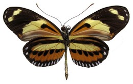 Heliconius numata ethra f. hopfferi