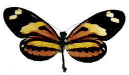 Heliconius numata ethra f. hopfferi