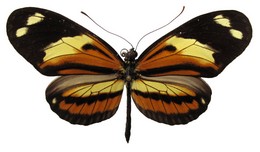 Heliconius numata ethra f. hopfferi