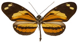 Heliconius numata ethra