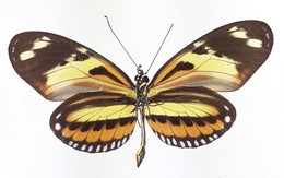 H. numata ethra