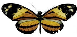 Heliconius numata ethra