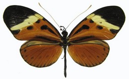 numata lenaeus