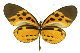 Heliconius numata lyrcaeus