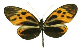 Heliconius numata seraphion