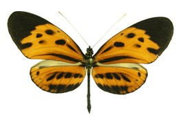 Heliconius numata timaeus