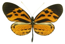 Heliconius numata lyrcaeus