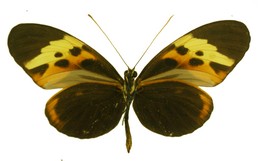 Heliconius numata messene