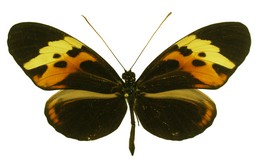 Heliconius numata messene