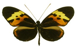 Heliconius numata messene