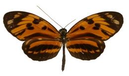 Heliconius numata intermedia