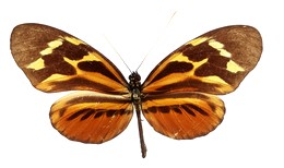 H. numata peeblesi