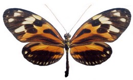 superioris silvaniformis