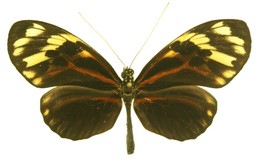 Heliconius pardalinus lapidosus