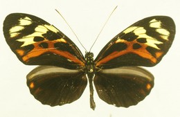 Heliconius pardalinus lapidosus