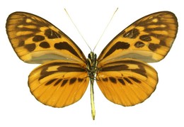 Heliconius pardalinus maeon