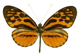 Heliconius pardalinus maeon