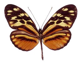 Heliconius pardalinus orteguaza