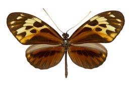 Heliconius pardalinus pardalinus