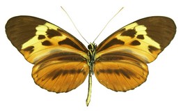 Heliconius pardalinus sergestus