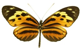 Heliconius pardalinus ninacura