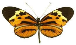 Heliconius pardalinus sergestus