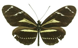 peruvianus