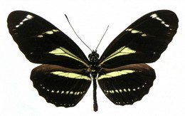 peruvianus