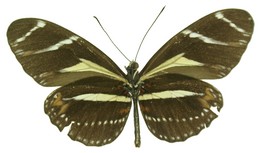 peruvianus