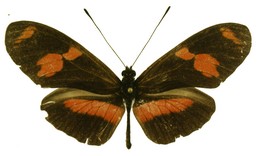 Heliconius telesiphe