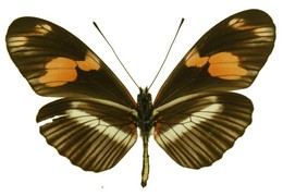 Heliconius telesiphe