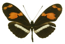 Heliconius telesiphe