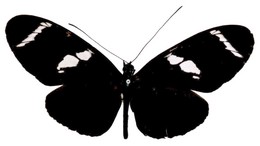 Heliconius wallacei halli