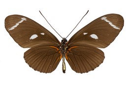 Heliconius wallacei colon