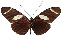 Heliconius wallacei halli