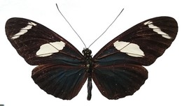 Heliconius wallacei halli