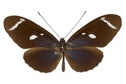 Heliconius wallacei colon