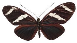 Heliconius wallacei elsa