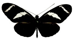 Heliconius wallacei elsa