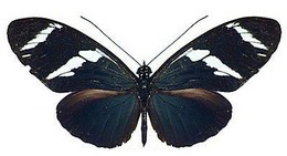 Heliconius wallacei elsa