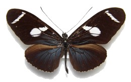 Heliconius wallacei halli