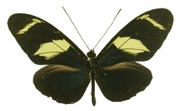 Heliconius wallacei kayei