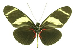 Heliconius wallacei kayei