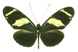 Heliconius wallacei kayei