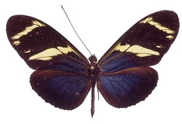 Heliconius wallacei mimulinus