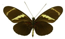 Heliconius wallacei mimulinus