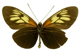 Heliconius xanthocles cleoxanthe